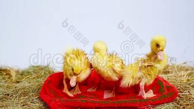 特写，三只小黄鸭<strong>正好</strong>玩的给自己擦，擦完后洗澡，放水的程序.. 站起来